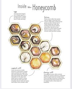 the inside of a honeycomb with information about it and how to use it for cooking