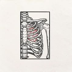 a drawing of a rib cage with the ribs exposed