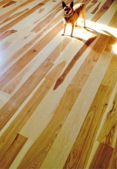 a small dog standing on top of a wooden floor next to a light shining through the window