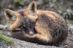 a close up of a fox laying on top of a dirt ground next to grass