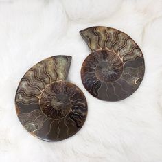 two ammonite shell pieces sitting on top of a white fur covered floor next to each other