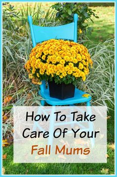 a blue chair with yellow flowers in it and the words how to take care of your fall mums