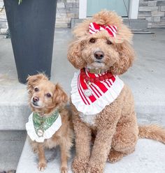 two dogs sitting on the steps in front of a potted plant and one is wearing a scarf