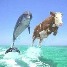 two cows and a dolphin are jumping in the air over the ocean water with their heads above the water's surface