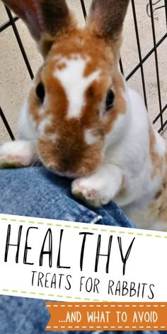 a rabbit sitting on top of someone's lap with the words heal thy treats for rabbits and what to avoid