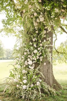 a tree with white flowers growing up it's trunk and leaves on the ground