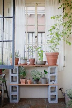 an image of some plants in pots on a shelf with the caption's description below