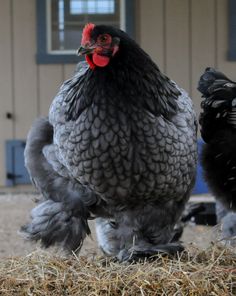 two chickens standing next to each other on top of dry grass and straw in front of a building