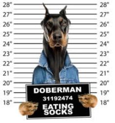 a doberman dog is holding a sign that says eating socks