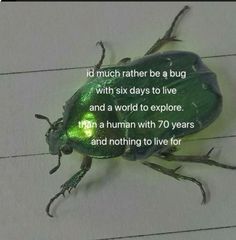 a green bug sitting on top of a white tile floor next to a quote that says, i'd much rather be a bug with six days to live and a world to explore than a human with 70 years and nothing