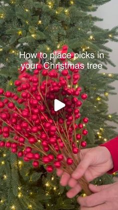 someone is decorating a christmas tree with red berries on it and the words, how to place picks in your christmas tree