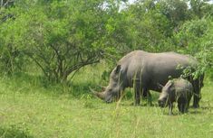 two rhinos grazing in the grass near trees