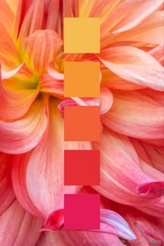 an orange and pink flower is shown with the color scheme in it's center