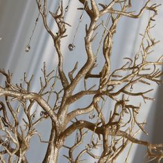 a tree with no leaves is shown in front of a curtained wall and has drops of water on it