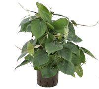 a potted plant with lots of green leaves