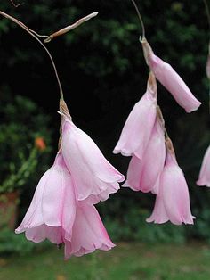 some pink flowers hanging from a tree branch