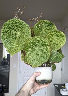 a person holding a potted plant in their hand