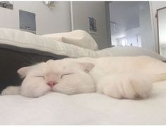 a white cat sleeping on top of a bed