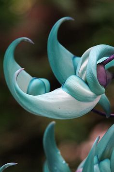 a close up of a flower with blue flowers in the background