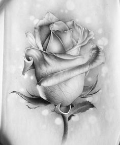 a black and white drawing of a rose