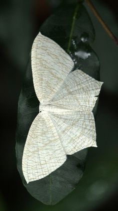 a white butterfly sitting on top of a leaf