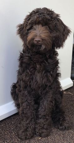 a brown dog sitting on the floor next to a wall and looking at the camera