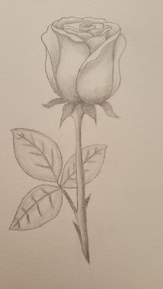 a pencil drawing of a single rose