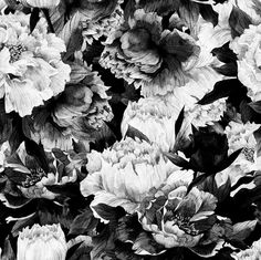 Monochrome Floral Wallpaper (Peel & Stick) Home Decor Wall Ideas, Large Flower Wallpaper, Rocky Mountain Decals, Mountain Decal, Wallpaper Paint, Botanical Wallpaper, Wood Wallpaper, Grasscloth Wallpaper, Wallpaper Calculator