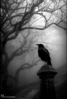 a black bird sitting on top of a stone fence in front of a foggy forest