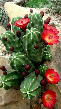 a cactus with red flowers growing out of it's leaves and on top of some rocks