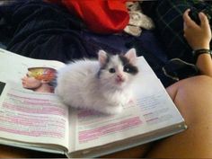 a white and black cat sitting on top of an open book next to a woman