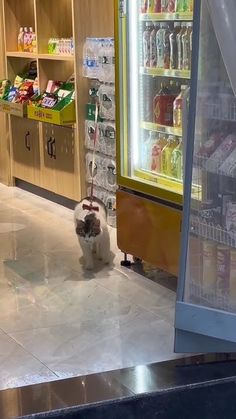 a cat is standing in front of a vending machine at a grocery store,