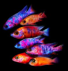 five colorful fish lined up in a row on a black background, with one red and the other blue