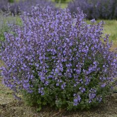 purple flowers are blooming in the field