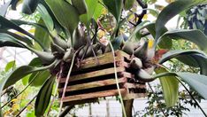 a bunch of bananas hanging from the top of a tree in a greenhouse with lots of green leaves