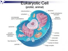 an animal cell diagram with labels on the cells and labeled in their corresponding parts, including its