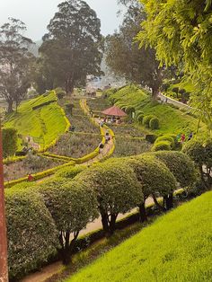 a lush green hillside covered in lots of trees