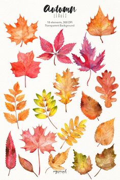 watercolor autumn leaves on white background