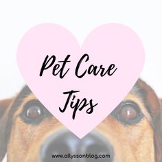 a close up of a dog's face with the words pet care tips in front of it