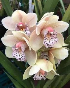 some white and pink flowers in a pot