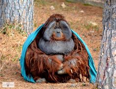 an orangutan sitting on top of a blue blanket in the middle of some trees