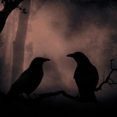 two black birds sitting on top of a tree branch in front of a foggy forest