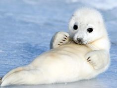 a baby seal laying on its back in the snow