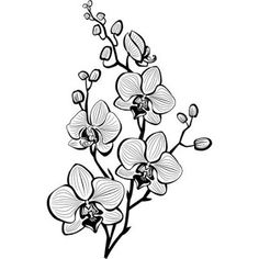 a black and white drawing of flowers on a branch with buds, leaves and stems