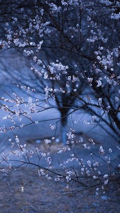 a tree with white flowers in the foreground