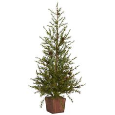 a small pine tree in a pot on a white background