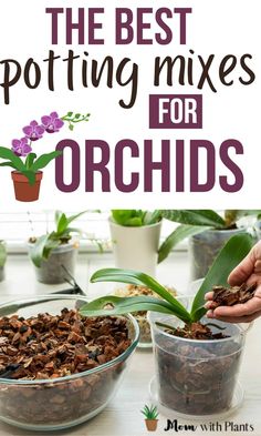 the best potting mixes for orchids are in their pots and ready to be planted