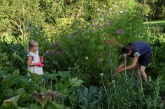 6 Reasons To Stop Digging Your Garden + How To Get Started No Dig Garden, Pruning Tomato Plants, Watering Tomatoes, Spruce Tips, Garden Prepping, Planting Potatoes, Growing Tomatoes In Containers, Tomato Seedlings