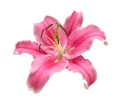 pink lily flower on white background with clipping area for text or image stock photos