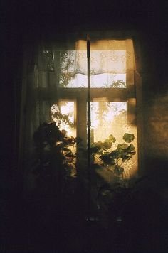 the sun shines through an open window with plants in front of it on a dark background